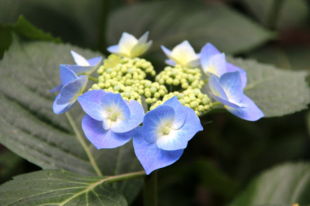 Il Torrione Ortensie