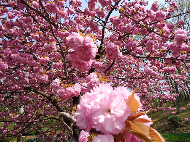 花の谷の八重桜が満開