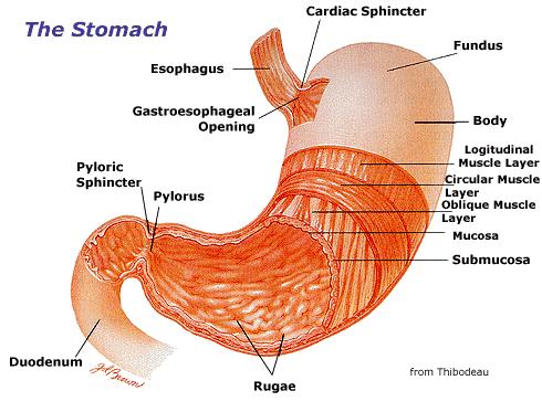 digestive system diagram worksheet. human digestive system diagram