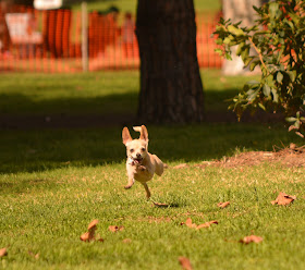 small dog lure coursing