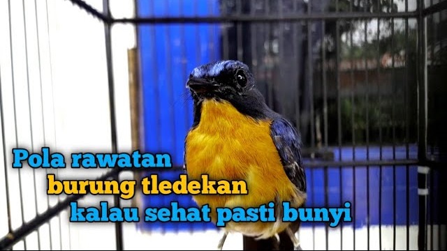 Cara Merawat Burung Tledekan Gunung Cepat Gacor