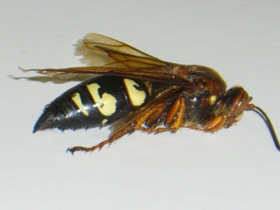 Cicada Killer Wasp. Cicada killers are usually