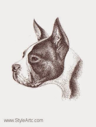 Pen an Ink Boston Terrier portrait