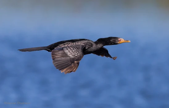 Reed cormorant with my ‘slowest’ camera - Canon EOS 6D