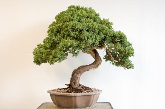 Procumbens juniper – sebaliknya