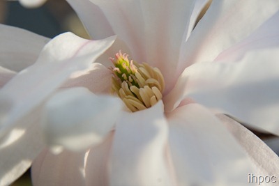 IMG_8208 copy
