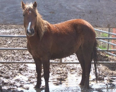  Wild Horse Adoption on Blm Palomino Valley Kills Horses
