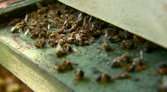 Laudo mostra que agrotóxicos causaram morte de milhões de abelhas no RS