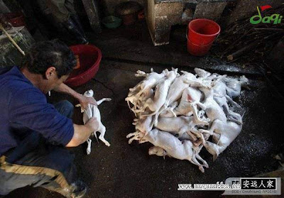 Pict: Proses Pembuatan Dendeng Anak Anjing di China