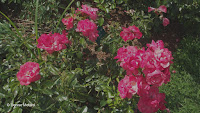 Lady Elsie May shrub roses - Elizabeth Park, West Hartford, CT