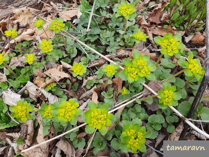 Селезёночник волосистый (Chrysosplenium pilosum)