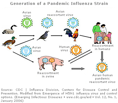 Indonesia in Focus: H5N1 virus invade into Jakarta. It is 