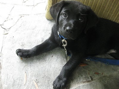 A picture of cute Berkeley, sitting on the porch