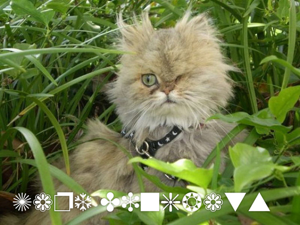 If fonts were Cats Wingdings