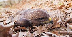   Στόχο τα αρπακτικά πτηνά έβαλαν ασυνείδητοι που έριξαν φόλες στα Μετέωρα, με αποτέλεσμα να δηλητηριάσουν δύο γερακίνες.  Στην περιοχή, όπω...