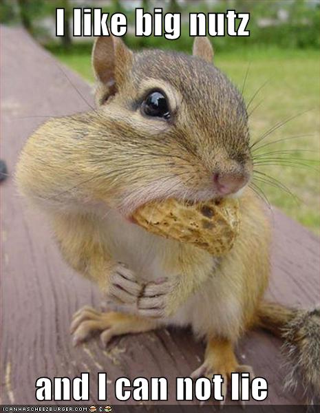 Weird Funny Photos: Squirrels With Mouths Full of Nuts