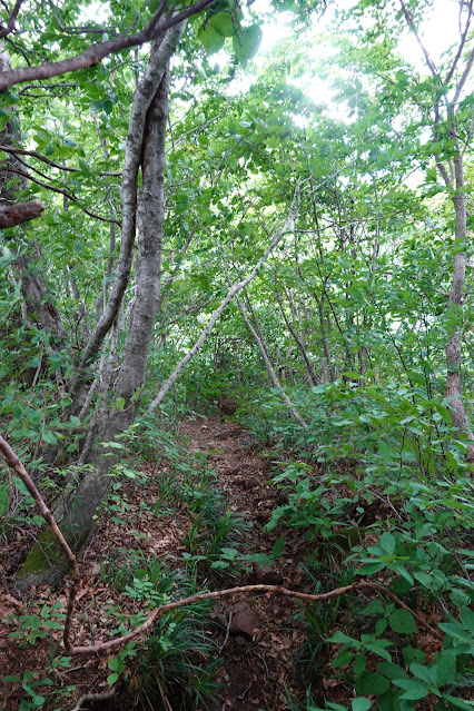 鳥取県西伯郡大山町大山　野田ヶ山