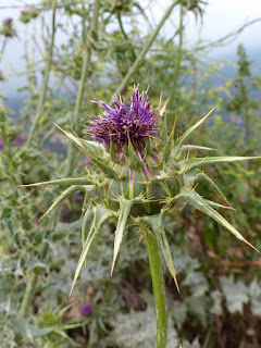 Chardon Marie - Silybum marianum 