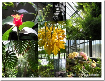 les serres du jardin des plantes