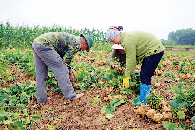 Hạt giống Củ Đậu