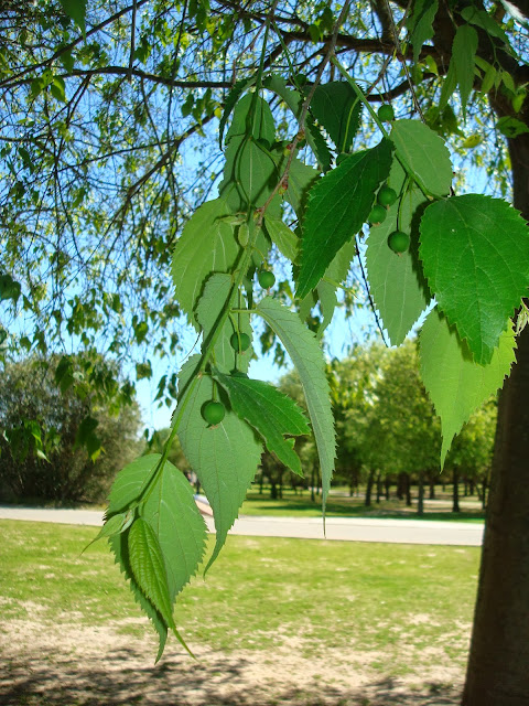 http://parquealamillo-encinarosa.blogspot.com.es/2010/11/almez-celtis-australis-ulmacea.html