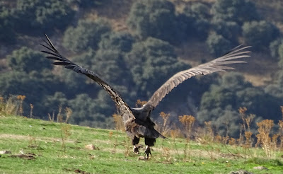 Rapaz con las alas desplegadas cerca de tierra buscando una presa