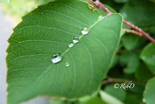 Blad med regndroppar i rad. foto: Reb Dutius