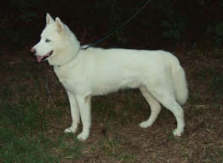 Siberian Husky Pictures