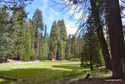 Meadow surrounded by tall trees