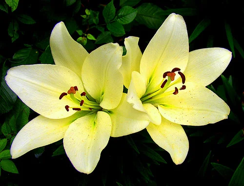 صورة أجمل الزهور في عام 2013، وزهرة أجمل