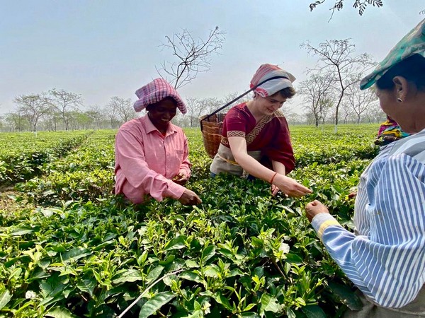 আসামে চা বাগানে পাতা তোলার কাজ করলেন প্রিয়াঙ্কা গান্ধী বধরা