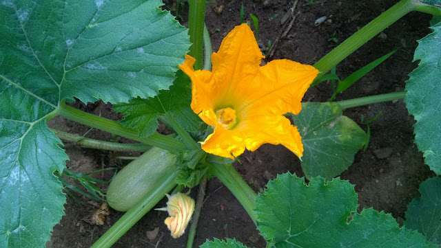 Courgettes are one of the most productive crops that vegetable gardeners can grow, one plant can easily produce twenty or more courgettes in just one season. Even with just a few plants you will have courgettes coming out until August! Courgettes are grown for their elongated fruit that are either yellow or green in colour.  They are a warm season crop intolerant to cold weather.