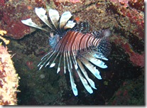 Lion Fish