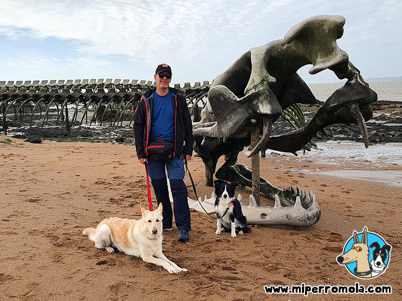 Saint-Brevin-les-Pins con Perros - Serpent D Ocean