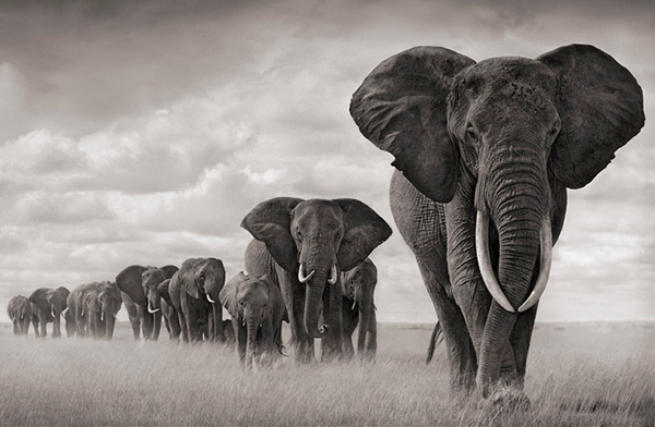 Beautiful Black And White Photographs Of Animals ( 30 Pics)