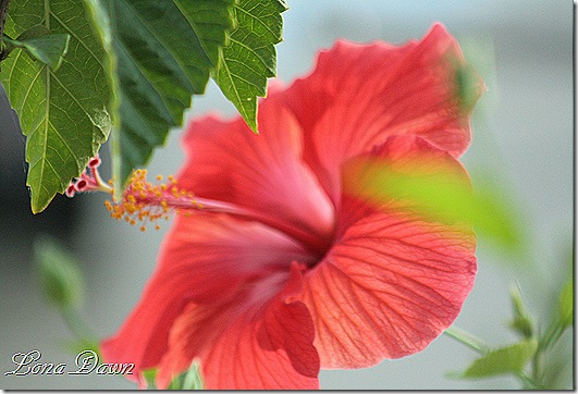 Hibiscus_Bloom_Dec2