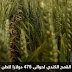 كندا تعد خامس أكبر منتج عالمي وثالث أكبر مُصدّر للقمح_الهرم المصري نيوز كندا تعد خامس أكبر منتج عالمي وثالث أكبر مُصدّر للقمح_الهرم المصري نيوز
