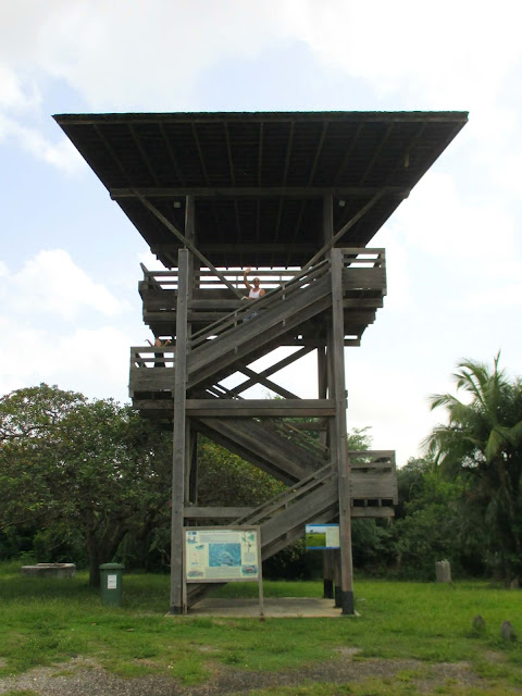 Guyane, Les pripris de yiyi, Sinnamary, Iracoubo, Kourou, observation des oiseaux, maison de la nature, faune et flore de Guyane, randonnée, parcours pédestre Guyane, conservatoire du littoral, SEPENGUY Guyane