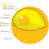 All members of Gupta family can roll their tongues. Which of the parts in the nucleus carries information regarding this characteristic