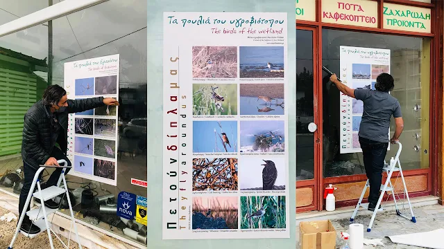 Αργολίδα: Εικόνες από την άγρια ζωή του υδροβιότοπου σε κεντρικά σημεία της Νέας Κίου