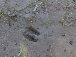 Empreinte d'un sabot de Cerf de Virginie