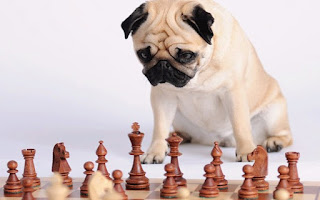 Pug-playing-chess