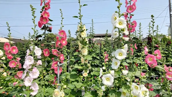 彰化春天百花爭艷 員林蜀葵花季在大埔里運動公園