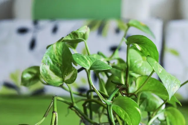 Cara Mengobati Polip Hidung dengan Daun Sirih