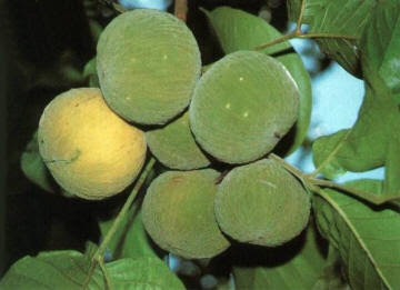 Buah Kecapi