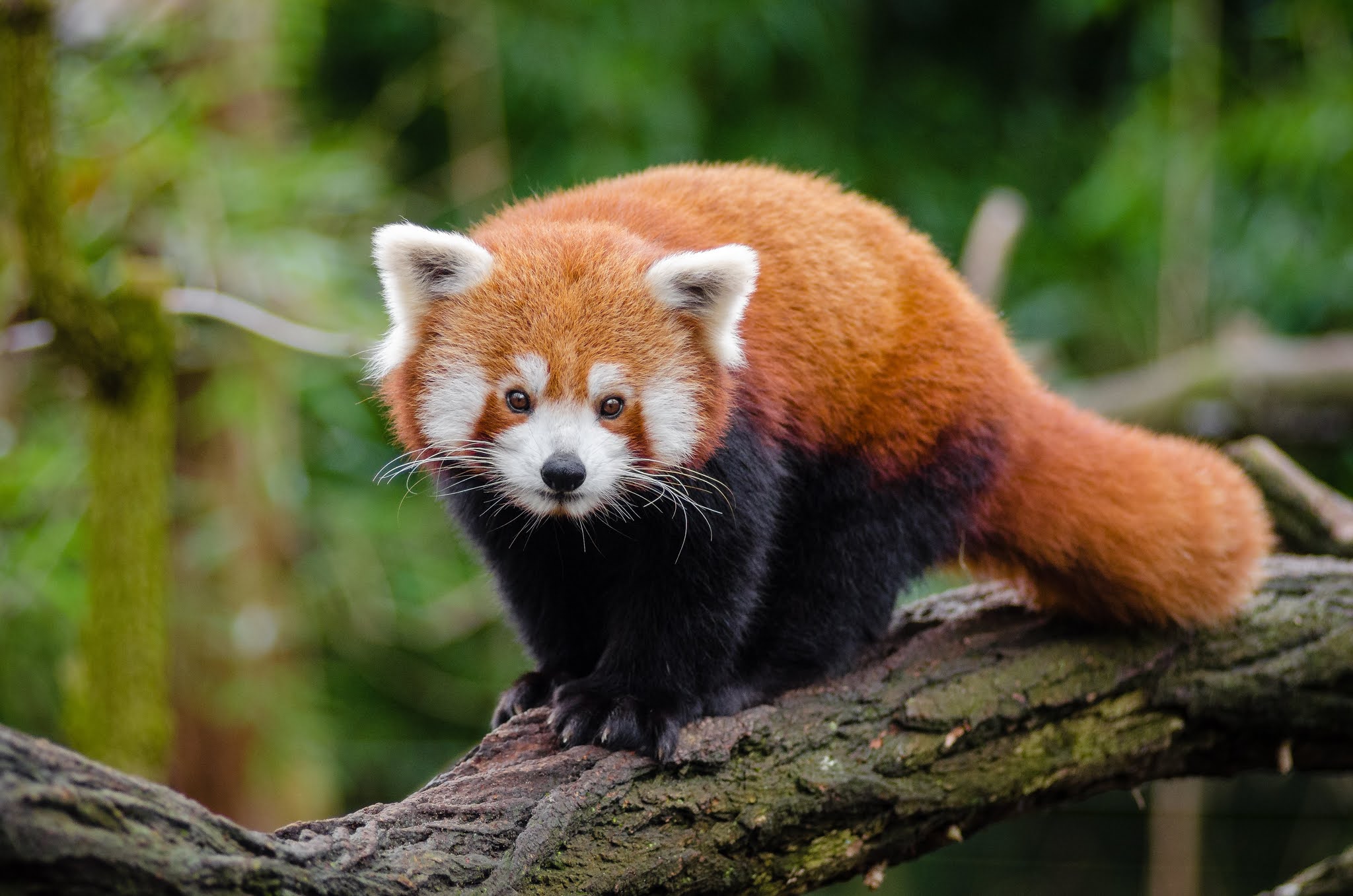 About the Red Panda, the Bamboo Chewing Panda from the Himalayas