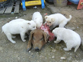 Funny Cute White Puppies