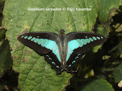 Mariposa de alas negras con azul brillante posando sobre una hoja con las alas abiertas.