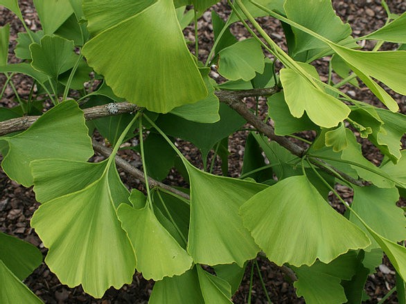 Ginkgo biloba "Nelleke"