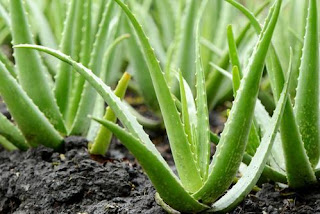 aloe vera plant for diabetic patients